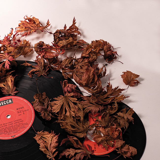 schallplatten und laub